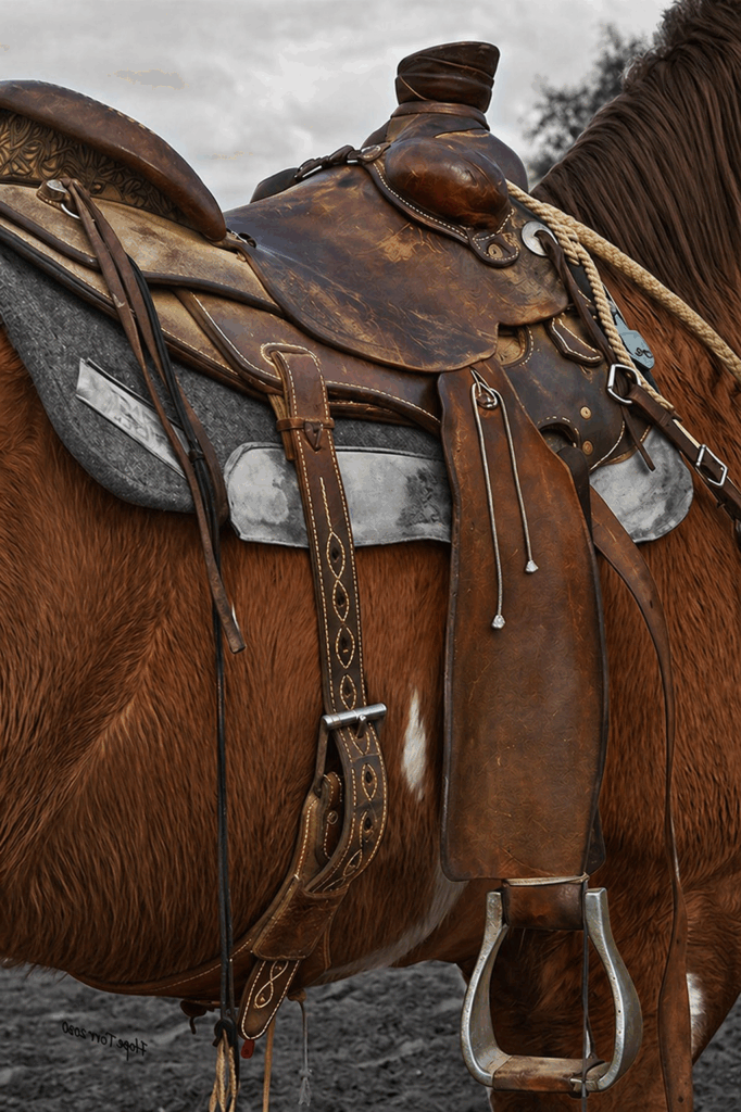 L'equipaggiamento del cavallo per l’Equitazione Western